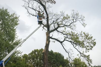 Tree and Vegetation Removal