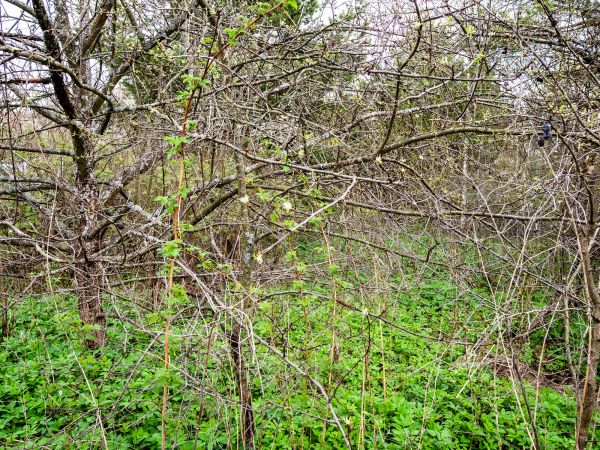 Underbrush Clearing in Cumming