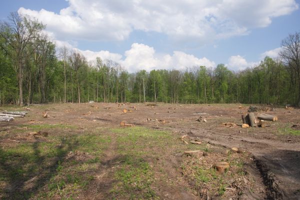 Pasture Clearing in Cumming