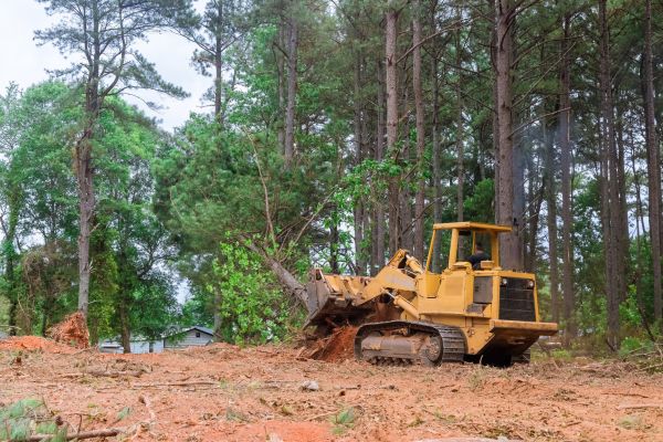 Forest Thinning in Cumming