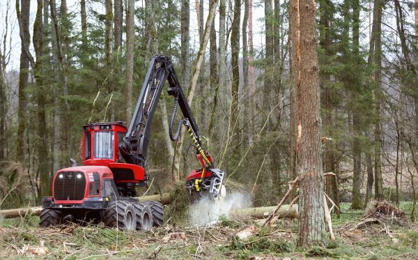 Forest Clearance Service in Cumming