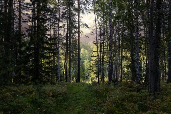 Pine Tree Clearing in Cumming