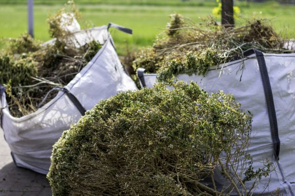 Bushes Clearing in Cumming