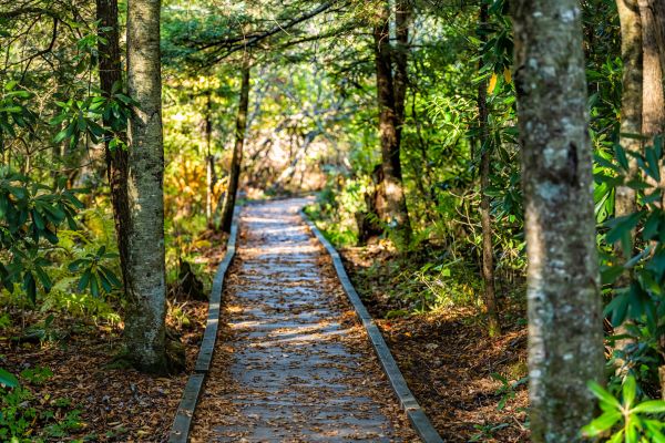 Trail Clearing in Cumming