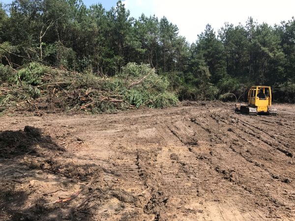 Thicket Clearing in Cumming